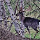 Winterurlaub Rügen 2018/ 17 ( Damhirsch )