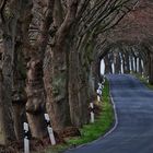 Winterurlaub Rügen 2019/ 1 ( Lindentunnel )