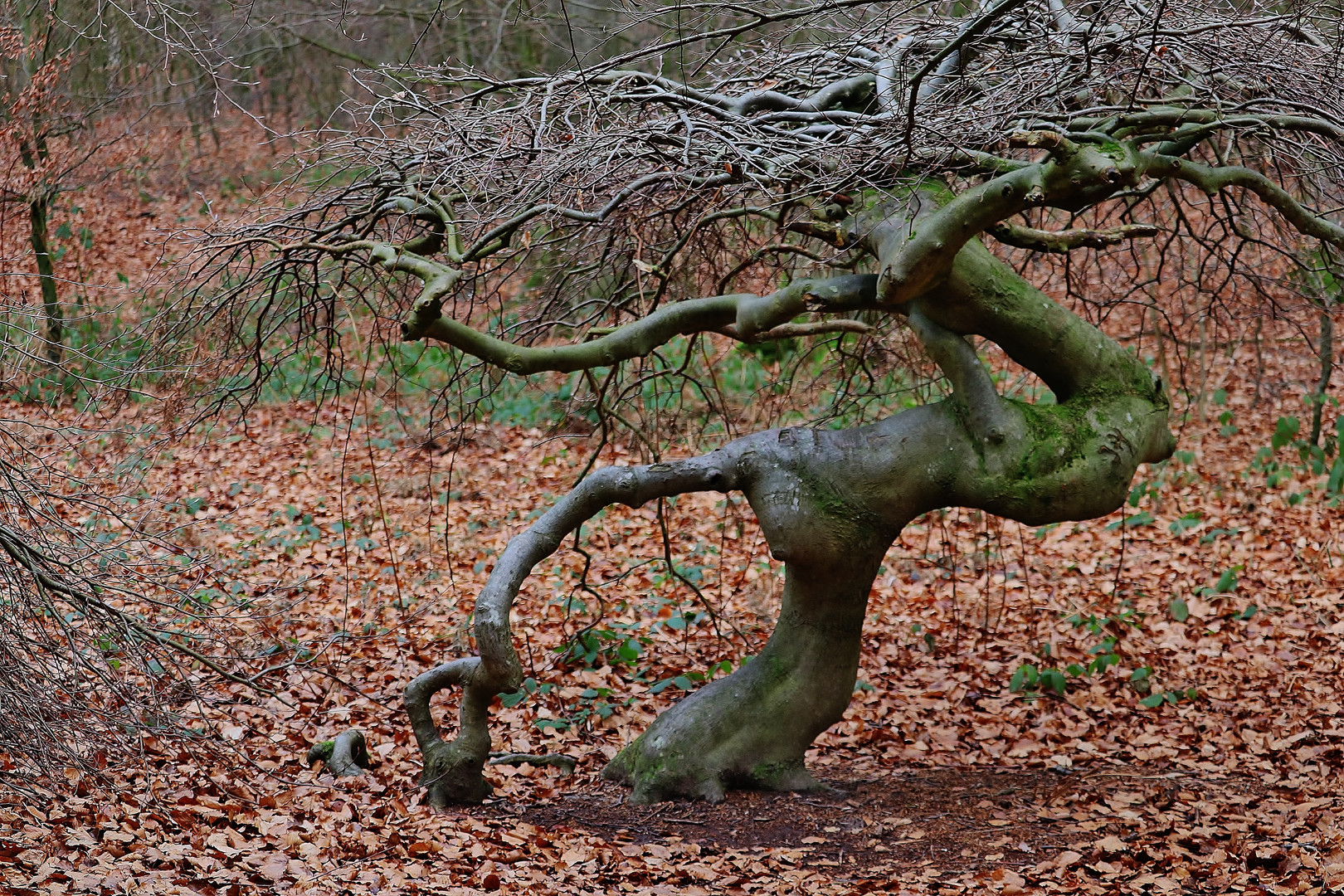 Winterurlaub Rügen 2019/ 4 ( Süntelbuche )