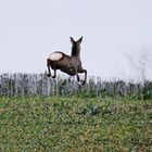 Winterurlaub Rügen 2019/ 6 ( Hohe Flucht )