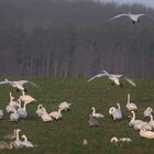 Winterurlaub Rügen 2020/ 5 ( Landeanflug )