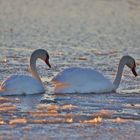 Winterurlaub Rügen 2021/ 26