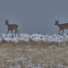 Winterurlaub Rügen  2022/ 6