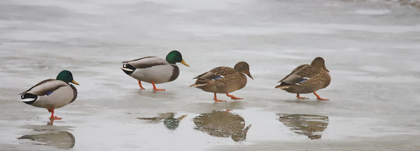 Winterurlaub Rügen Dezember 2022/ 15