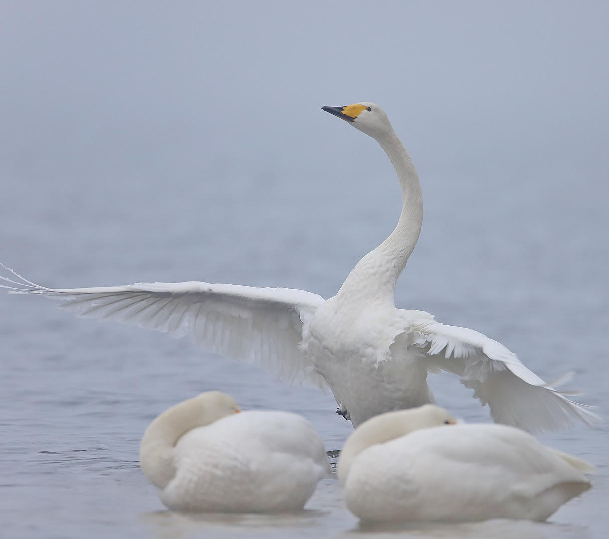 Winterurlaub Rügen Dezember 2022/ 36