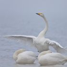 Winterurlaub Rügen Dezember 2022/ 36