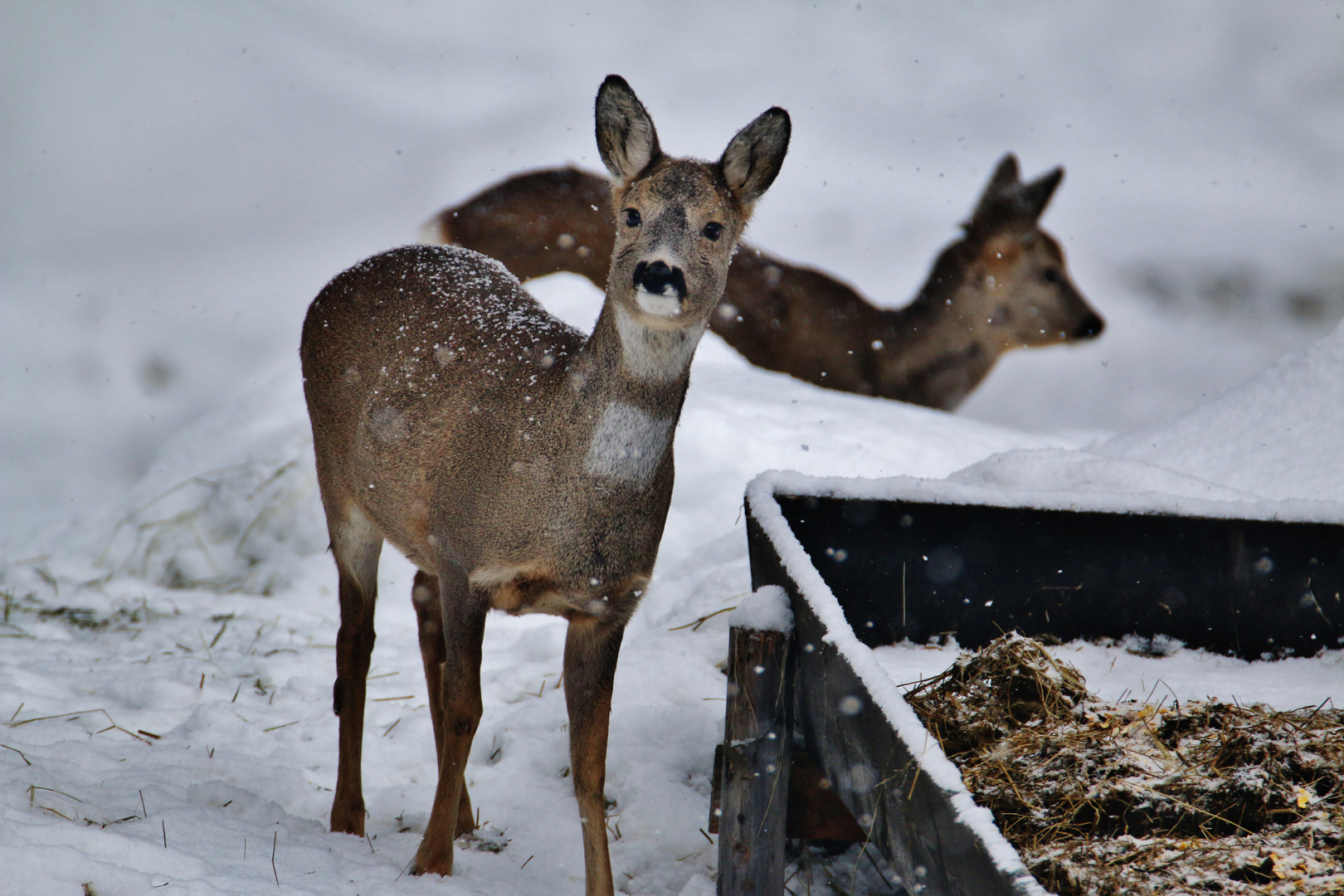 Winterurlaub Tirol/ 11( Winterzeit ist Notzeit )