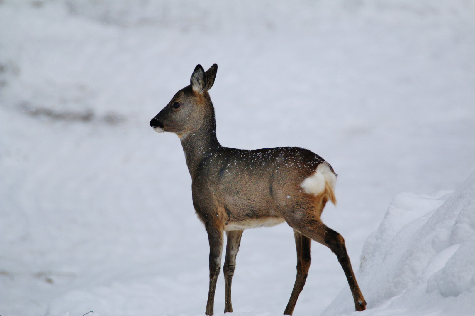 Winterurlaub Tirol/ 12 ( Die Rehmutti )