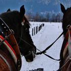 Winterurlaub Tirol/ 8 ( Hoch auf dem gelben...)