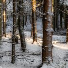 Winter(Ur)wald