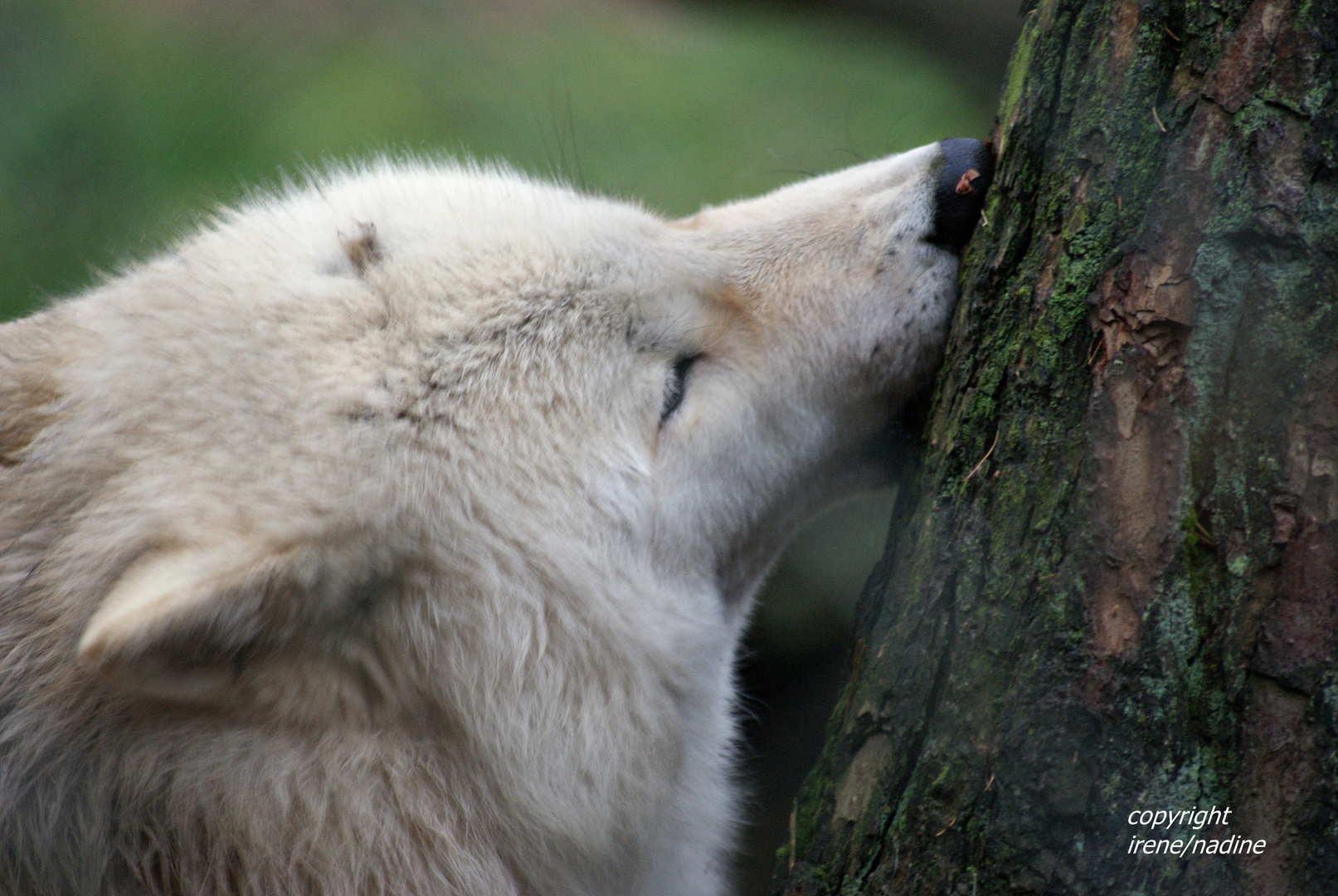 Wintervegetarier? Wolfsmädchen NAAJA testet es schon mal!