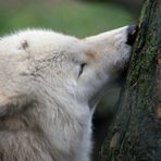 Wintervegetarier? Wolfsmädchen NAAJA testet es schon mal!