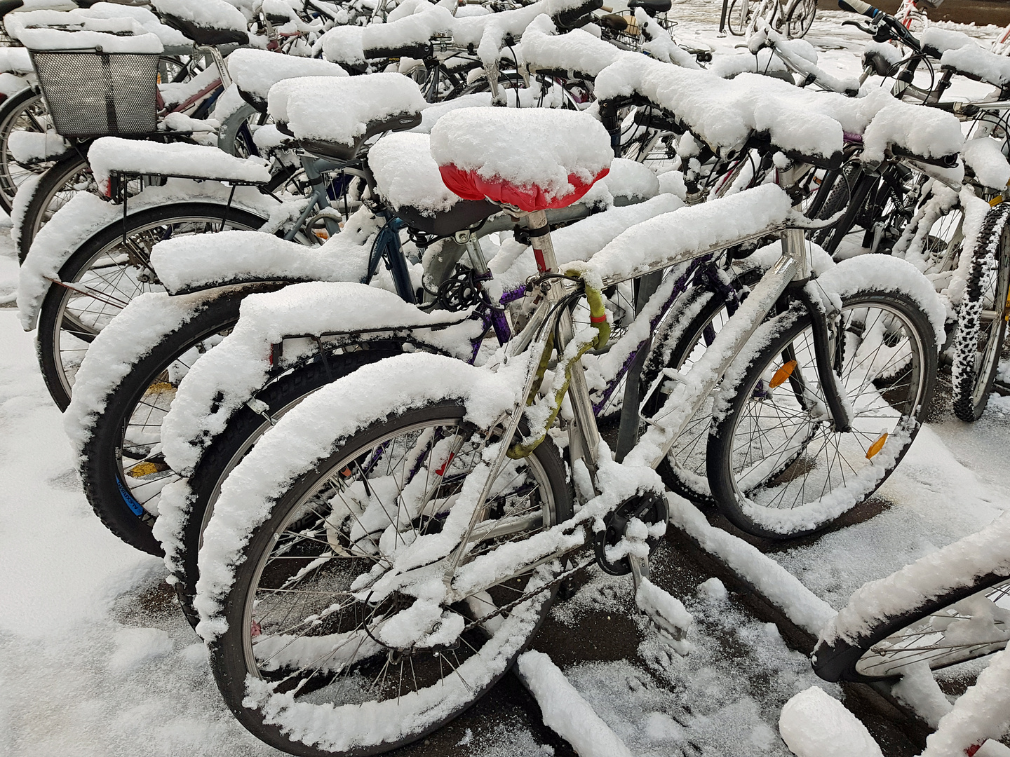 Wintervelo