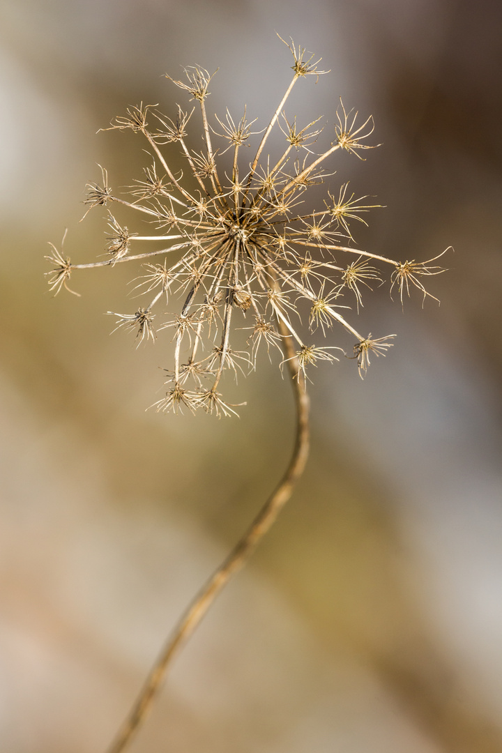 Winterverbleibsel