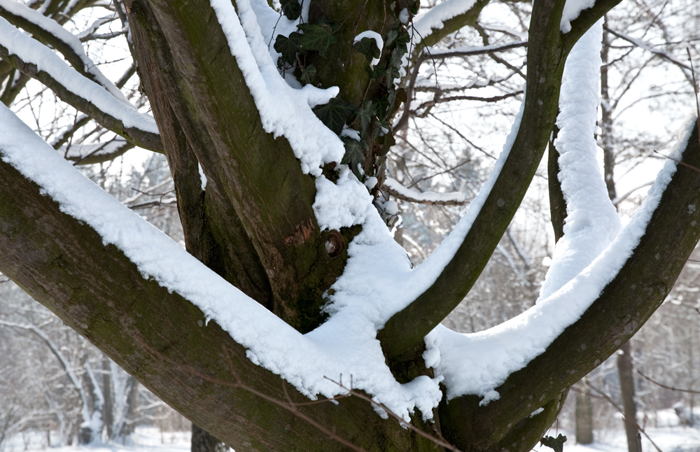 WINTERVERGABELUNG