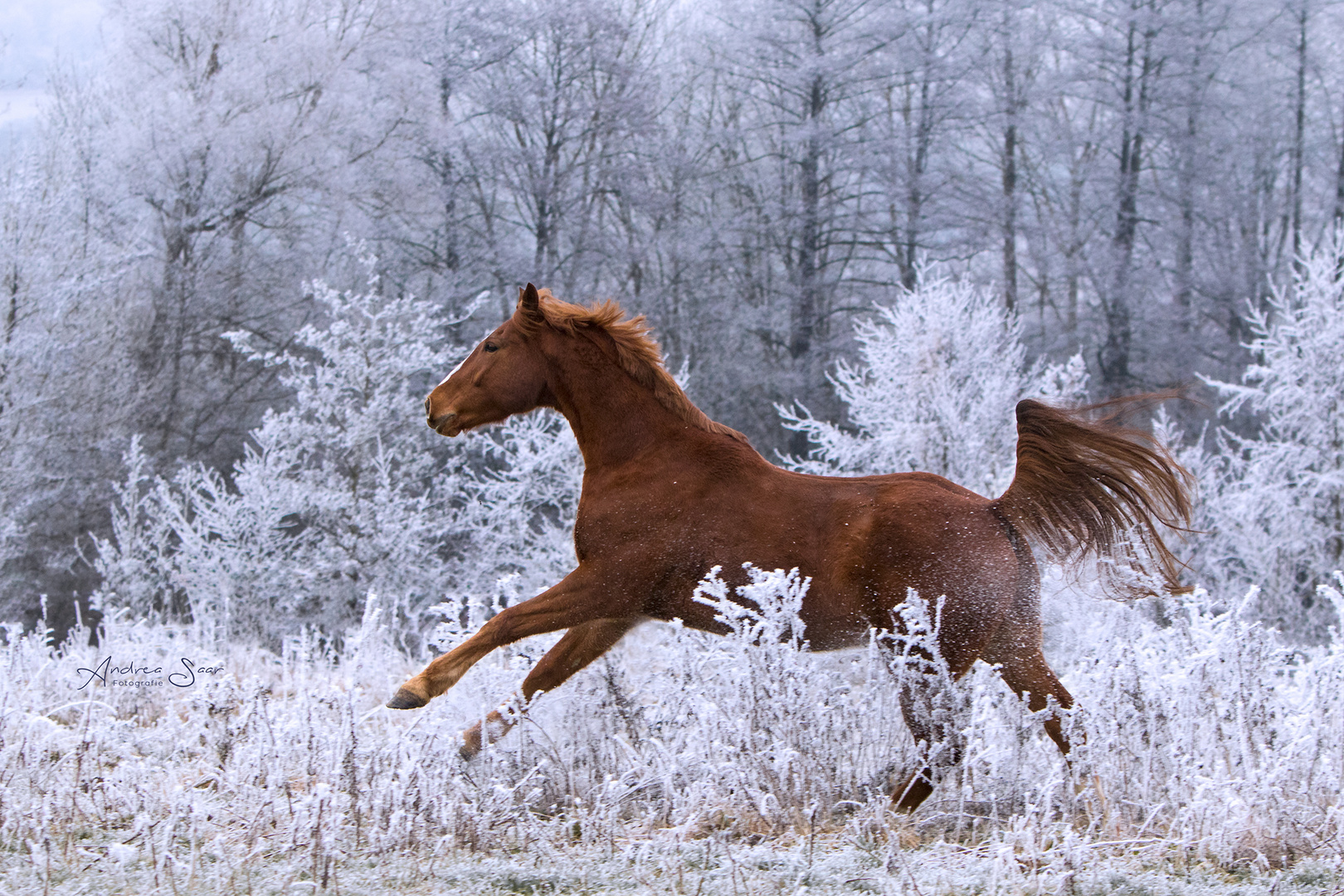 Wintervergnügen