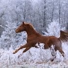 Wintervergnügen