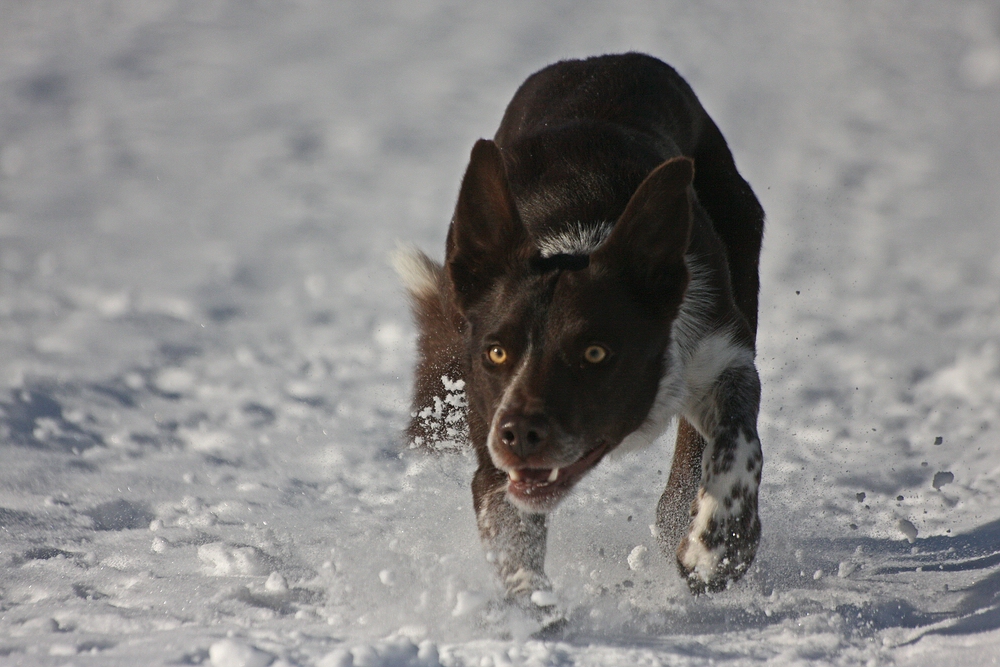 Wintervergnügen