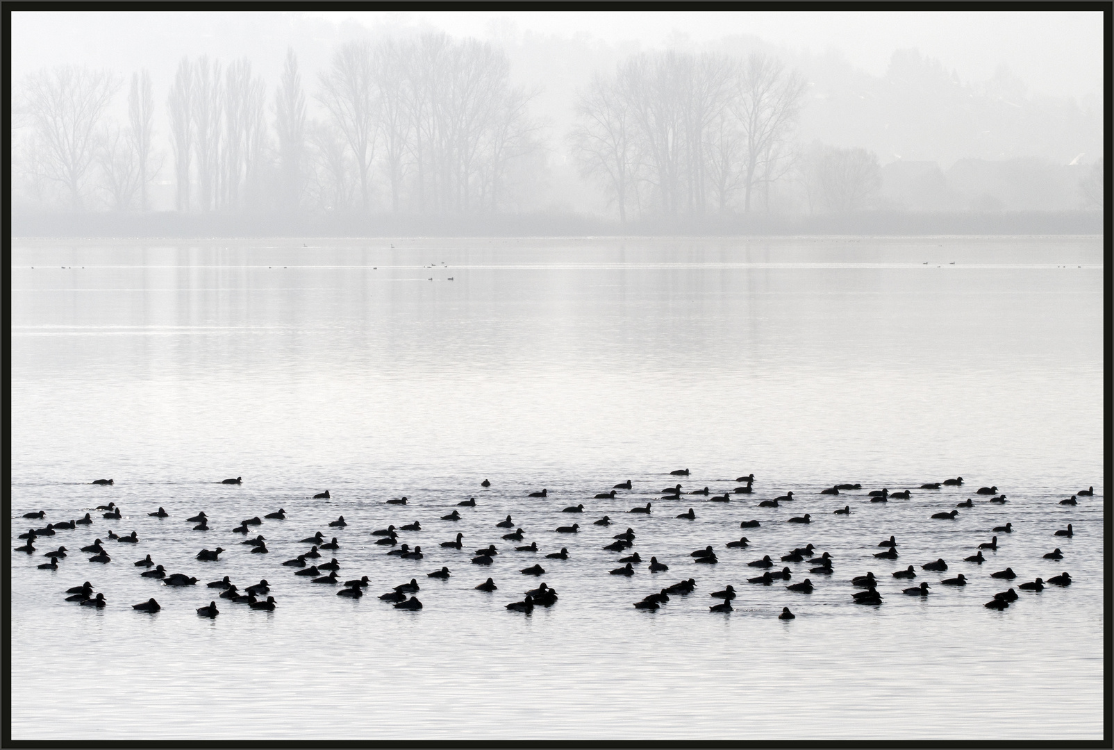 Wintervögel am Bodensee