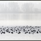 Wintervögel am Bodensee