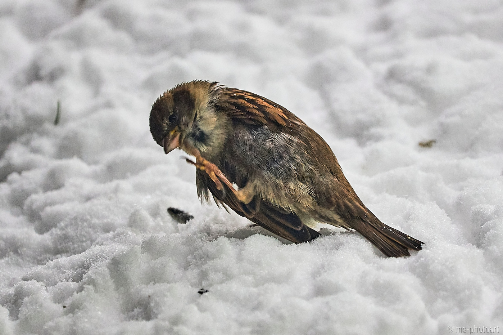 Wintervögel im Schnee