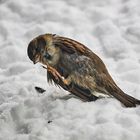 Wintervögel im Schnee