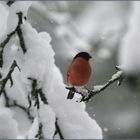 Wintervögel sind wieder da!