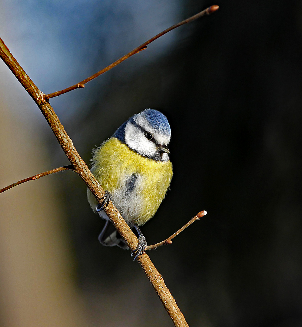 Wintervögel zählen nicht versäumen