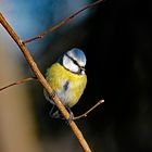 Wintervögel zählen nicht versäumen