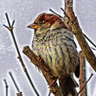 Wintervogel