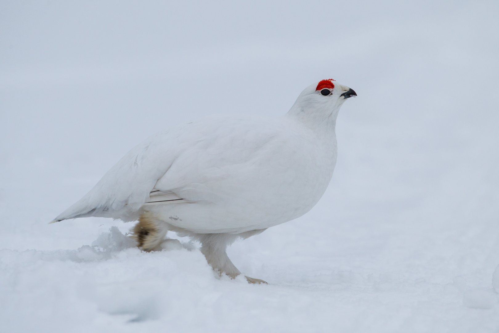 Wintervogel