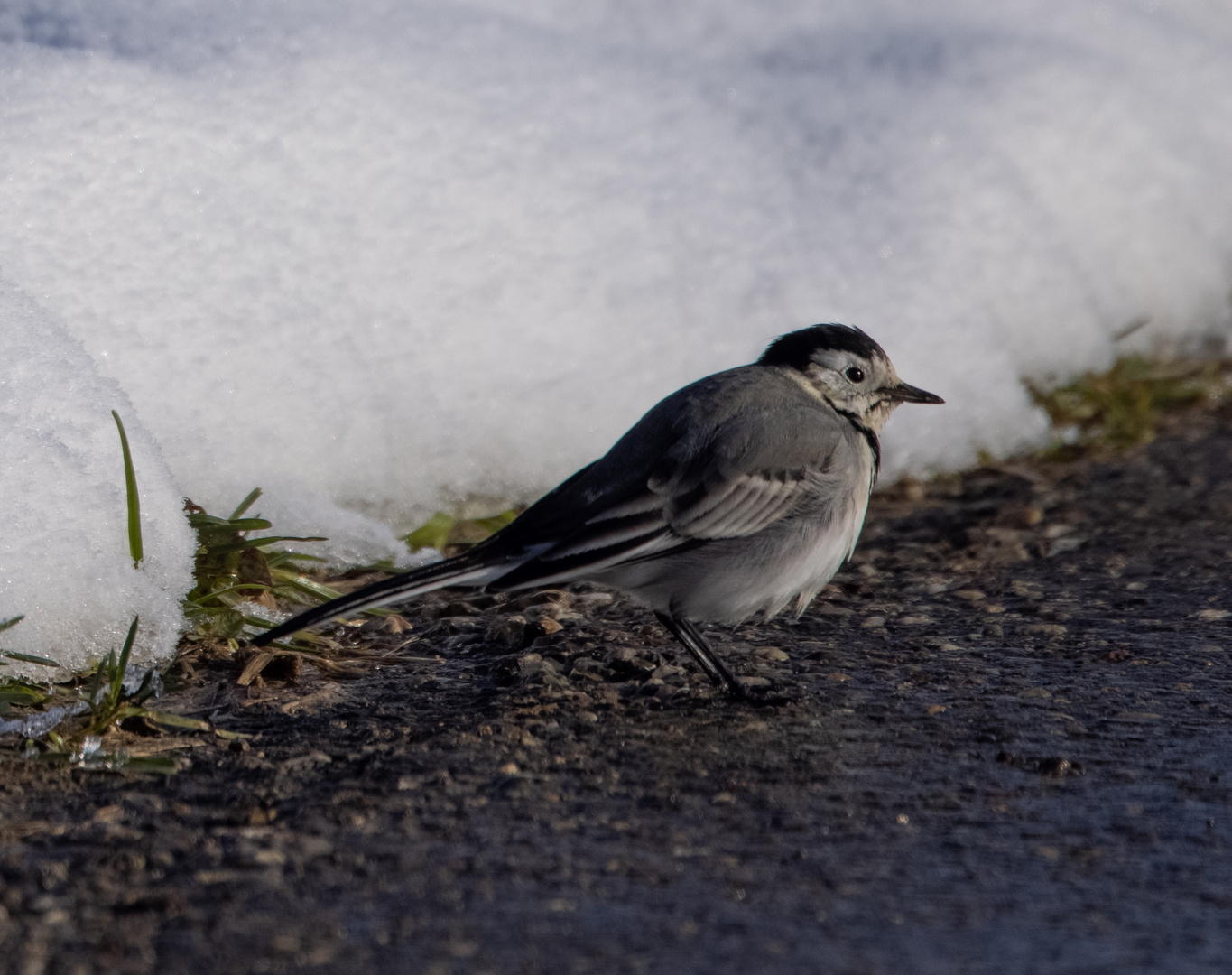 "Wintervogel"