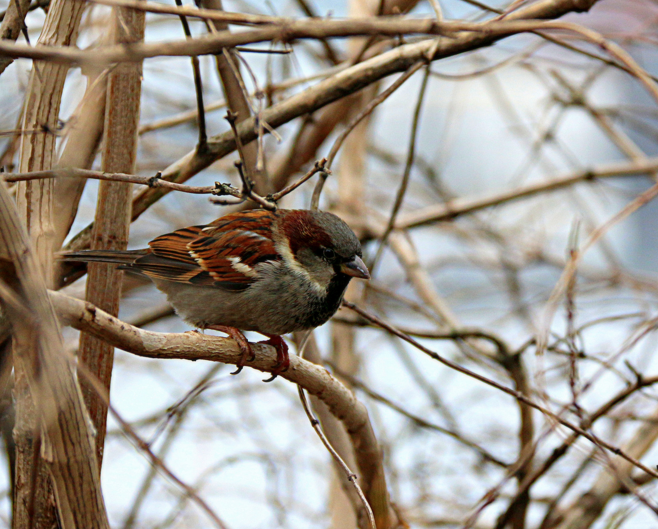 Wintervogel