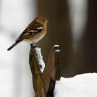 wintervogel