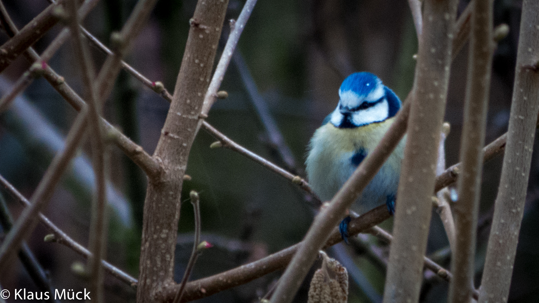 Wintervogel