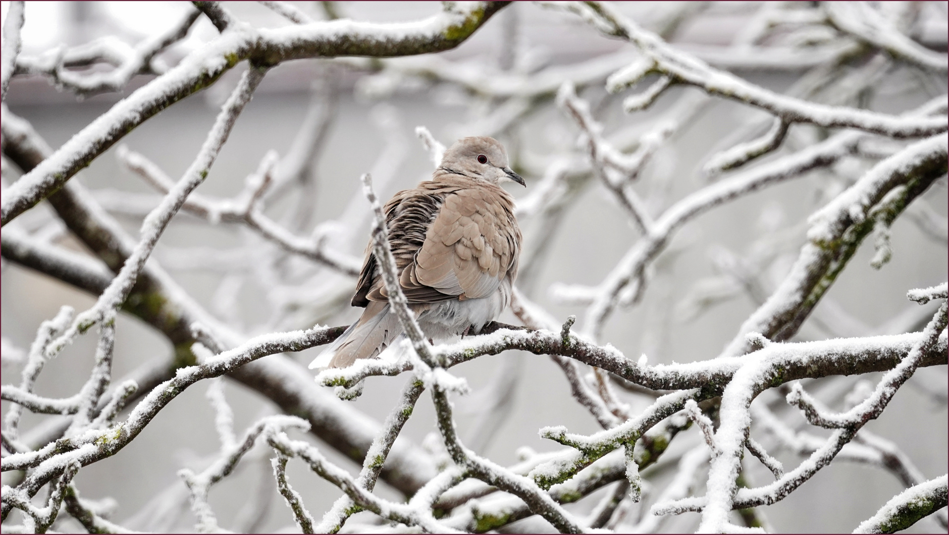 Wintervogel ....