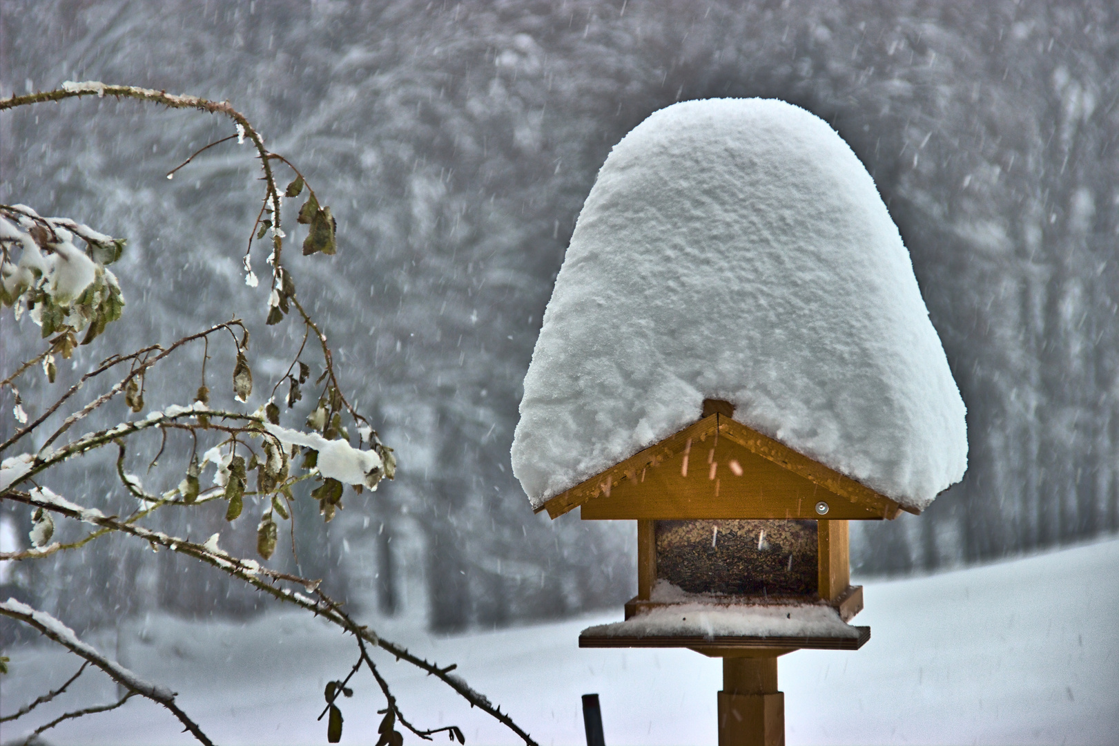 Winter_Vogelhaus_Schnee