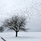 Wintervogelschwarm