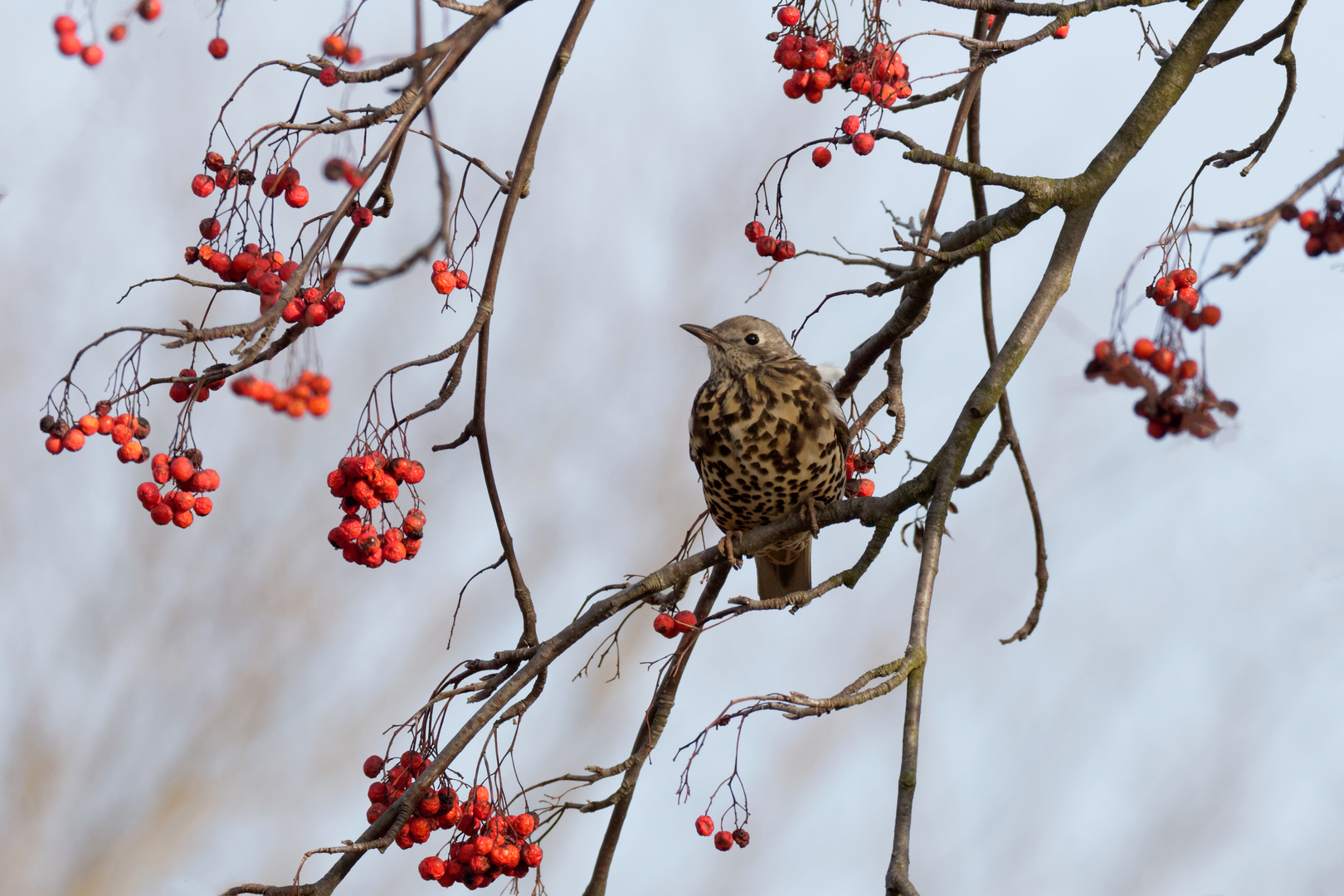 Wintervorfreude.. Drosselfutter