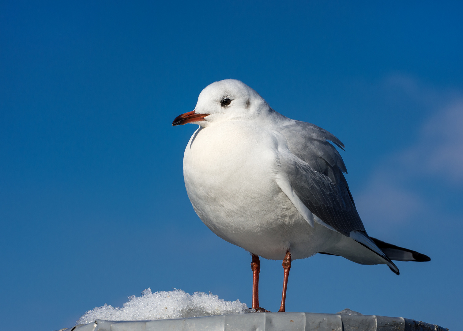 Wintervorrat angefressen