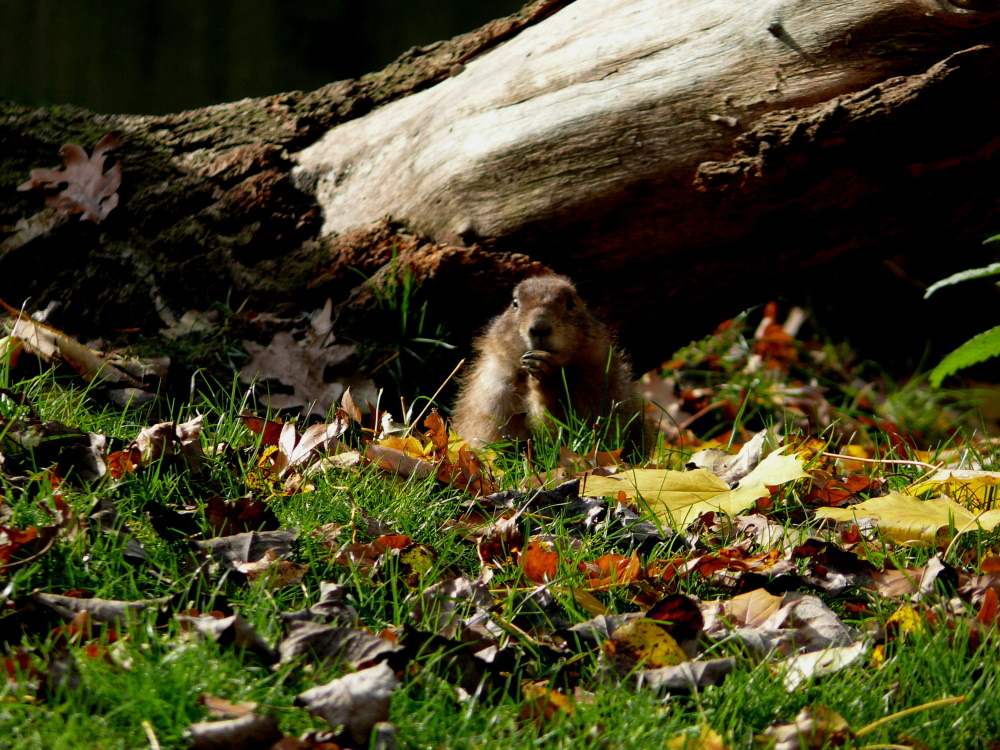 Wintervorrat beschaffen