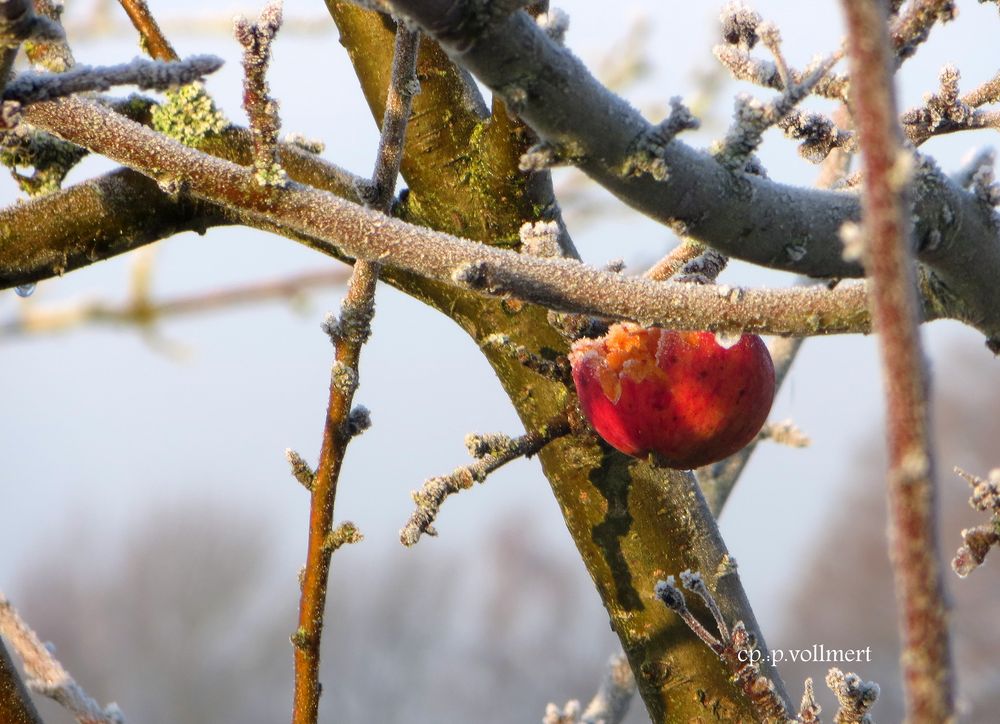 Wintervorrat für Amsel & Co.