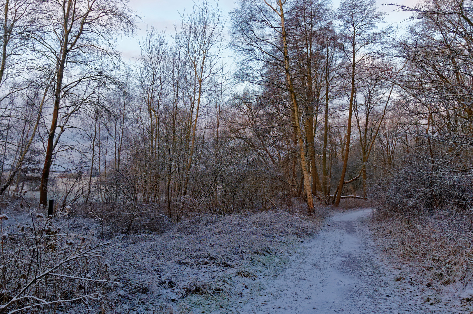 Winterwald