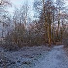 Winterwald