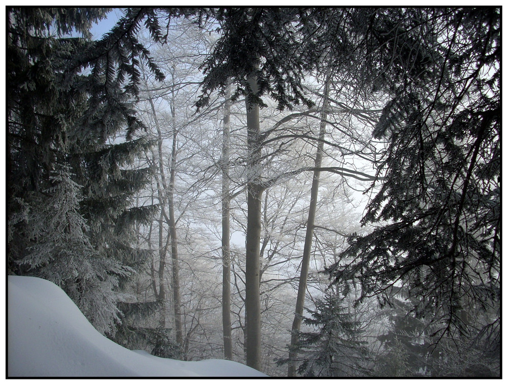 Winterwald