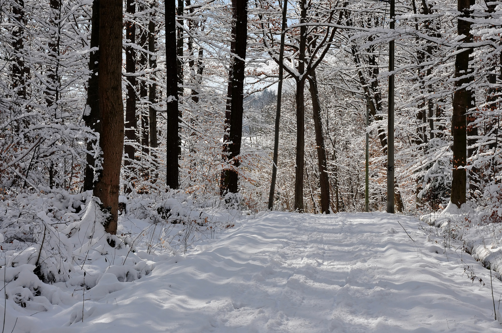 Winterwald