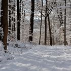 Winterwald