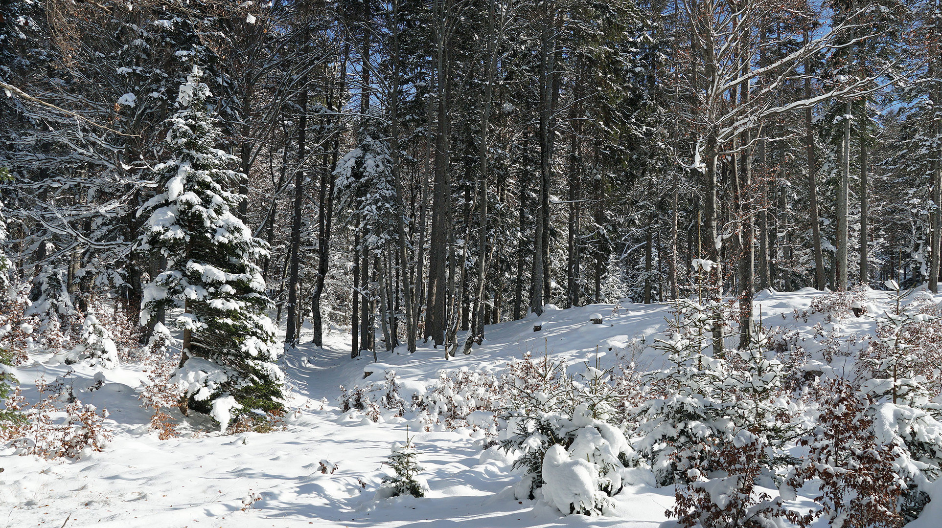 Winterwald