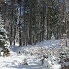 Winterwald