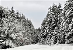 Winterwald